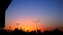 Sunset nature Trees sun