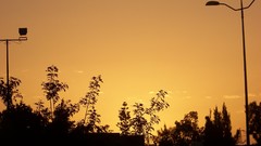 Sunset nature Trees sun