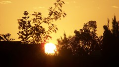 Sunset nature Trees sun