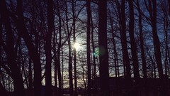 Sunset nature Trees sun dark