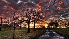 Sunset nature Trees sun roads skies natur