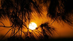 Sunset nature Trees sun room clouds skies