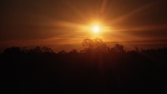 Sunset nature Trees sun skyscapes