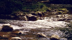 Sunset nature Trees water rivers