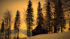 Sunset nature Trees winter shack