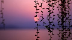 Sunset nature vines West