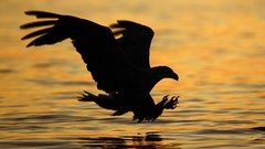 Sunset nature water Birds Norway silhouettes Eagles