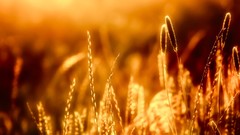 Sunset nature wheat