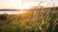 Sunset nature wheat Plants sunlight