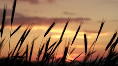 Sunset nature wheat Portugal silhouettes skyscapes