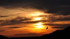 Sunset nature widescreen silhouettes
