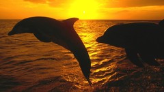 Sunset ocean Animals Dolphins
