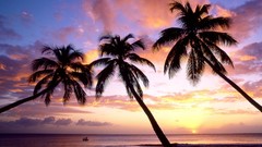 Sunset ocean palm trees