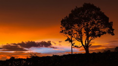 Sunset orange blue tree