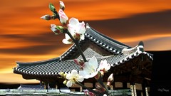 Sunset pagoda oriental cherry blossoms pagodas