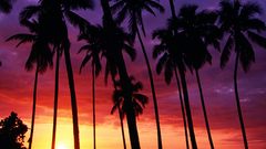 Sunset palm trees