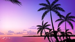 Sunset palm trees