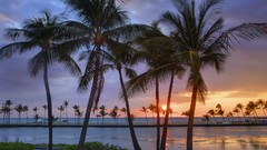 Sunset palm trees