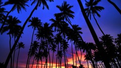 Sunset palm trees