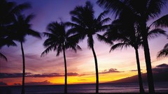 Sunset palm trees