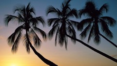 Sunset palm trees Sea
