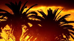Sunset palm trees silhouettes tropical