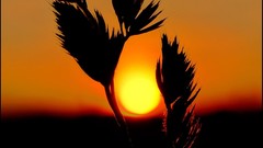 Sunset Plants silhouettes bokeh