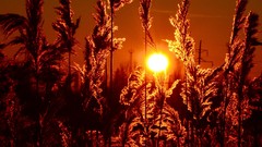 Sunset Plants sunlight