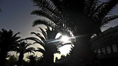 Sunset Portugal palm trees vintage lens flare sun flare