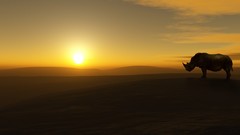 Sunset rhinoceros Africa