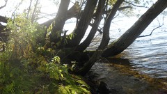 Sunset sand Sea nature Trees water lakes Beaches skies