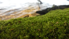 Sunset sand Sea nature Trees water lakes Beaches skies