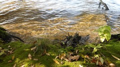 Sunset sand Sea nature Trees water lakes Beaches skies