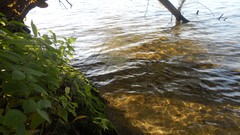 Sunset sand Sea nature Trees water lakes Beaches skies