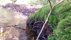Sunset sand Sea nature Trees water lakes Beaches skies