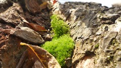 Sunset sand Sea nature Trees water lakes Beaches skies