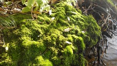Sunset sand Sea nature Trees water lakes Beaches skies