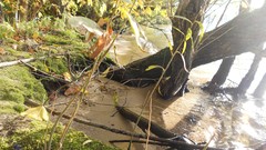 Sunset sand Sea nature Trees water lakes Beaches skies