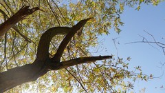 Sunset sand Sea nature Trees water lakes Beaches skies