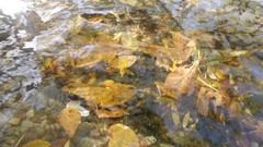 Sunset sand Sea nature Trees water lakes Beaches skies