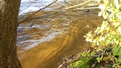Sunset sand Sea nature Trees water lakes Beaches skies