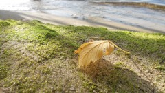 Sunset sand Sea nature Trees water lakes Beaches skies