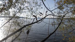 Sunset sand Sea nature Trees water lakes Beaches skies