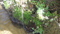 Sunset sand Sea nature Trees water lakes Beaches skies