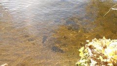 Sunset sand Sea nature Trees water lakes Beaches skies