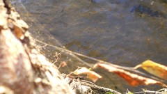 Sunset sand Sea nature Trees water lakes Beaches skies