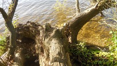 Sunset sand Sea nature Trees water lakes Beaches skies