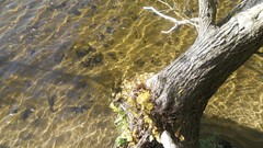 Sunset sand Sea nature Trees water lakes Beaches skies