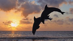 Sunset Sea Animals bay Dolphins Islands jumping