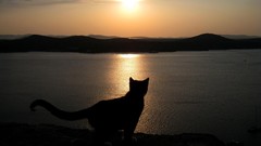 Sunset Sea Animals cats